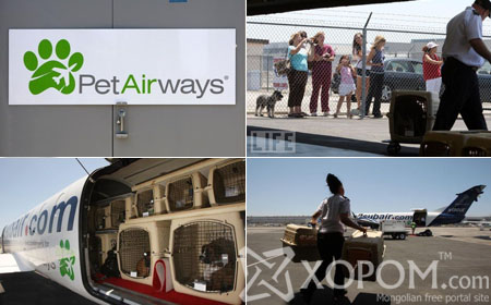 Pet Airways хэмээх амьтдад зориулсан агаарын тээврийн компани
