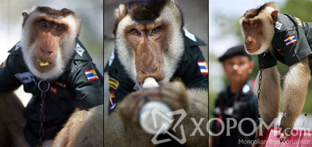 Тайландын сармагчин цагдаа [9 фото]