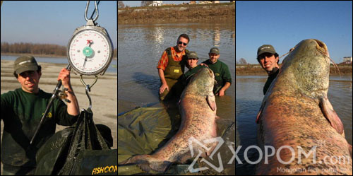 Италид аварга том catfish загас баригджээ [9 фото]