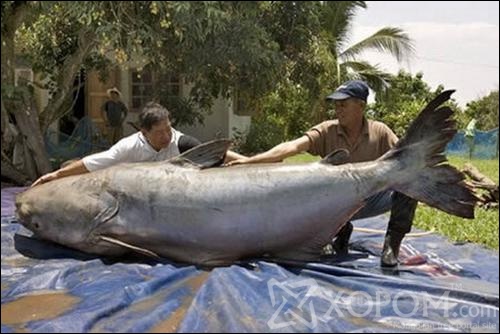 [ XopoM.com ] фото