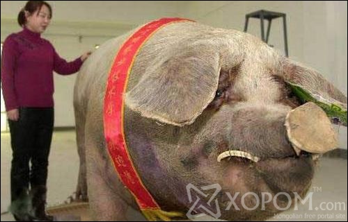 [ XopoM.com ] фото