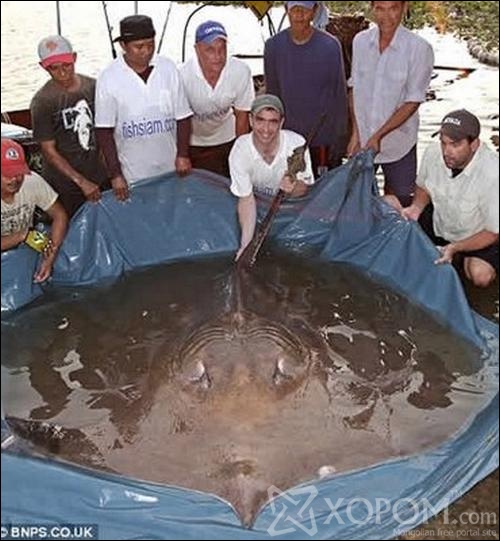 [ XopoM.com ] фото