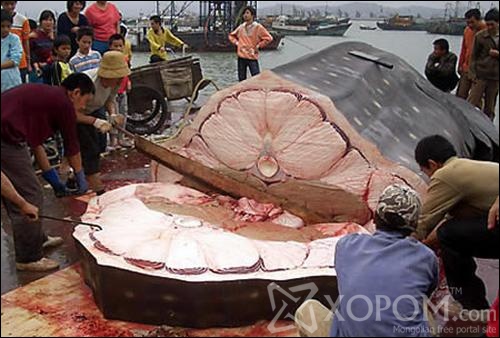 [ XopoM.com ] фото