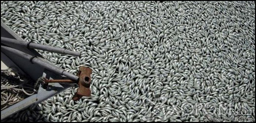 Калифорний Redondo Beach дэх сая орчим үхсэн загаснууд [16 зураг]