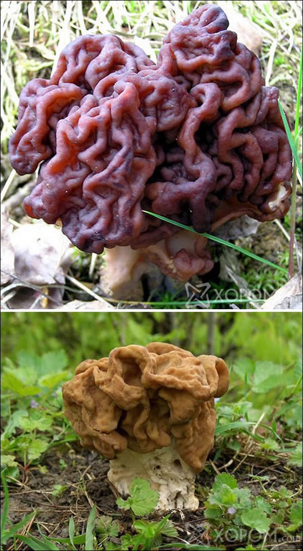 Mushroom Shaped Nature Creativity