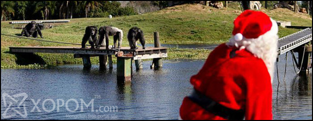 Санта өвөөгөөс Зул сарын бэлэг авч байгаа шимпанзе сармагчингууд [11 зураг]