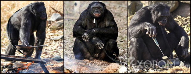 Өөрөө гал түлж чаддаг, шарсан маханд дуртай шимпанзе сармагчин