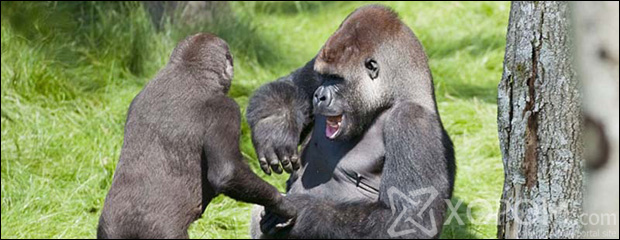 Урт хугацаагаар тусдаа байсан ах дүү гориллын сэтгэл хөдлөм уулзалт