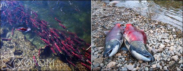 Канадын Адамс гол дахь улаан яргай загасны үржлийн их нүүдэл