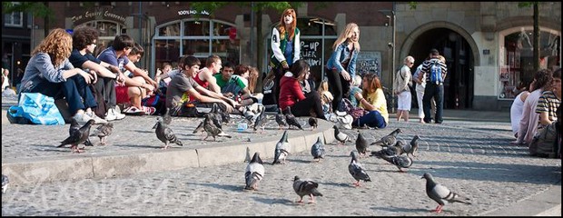 Нидерландын Амстердам хотын зуны нарлаг өдрүүд 