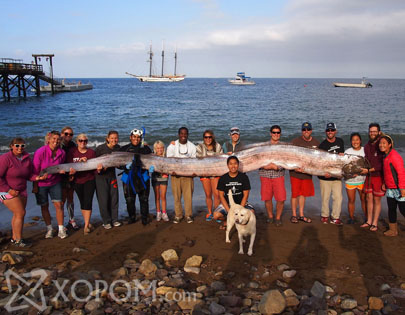 Калифорнид 5 метр урт тэнгисийн мангасыг барьжээ