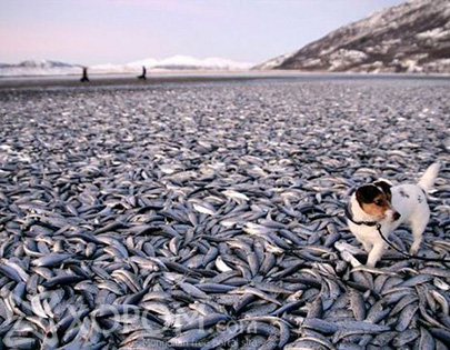 Норвегийн эрэг дэх хөлдүү загаснууд