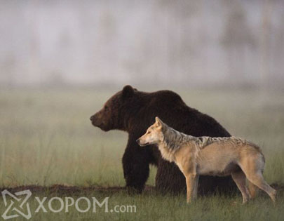 Хүрэн баавгай, чоно хоёрын дотно нөхөрлөл