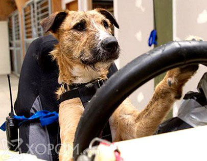 Машин жолоодож чаддаг гайхалтай нохойнууд