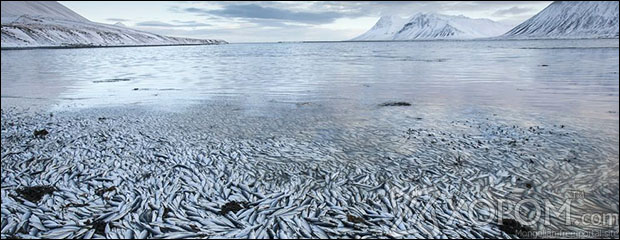 Исландад 30,000 тонн май загас үхсэн байна