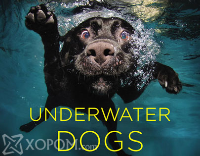 Усан доорх нохойнуудын хөгжилтэй зургууд