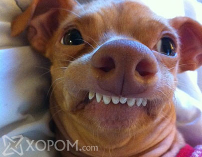 Туна нэртэй хачирхалтай эрүү, шүдтэй нохой