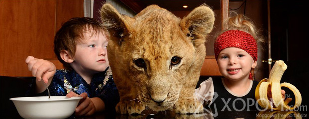 Ирээдүйн циркийн жүжигчин хүү арслангийн зулзагатай хамт өсөж байна